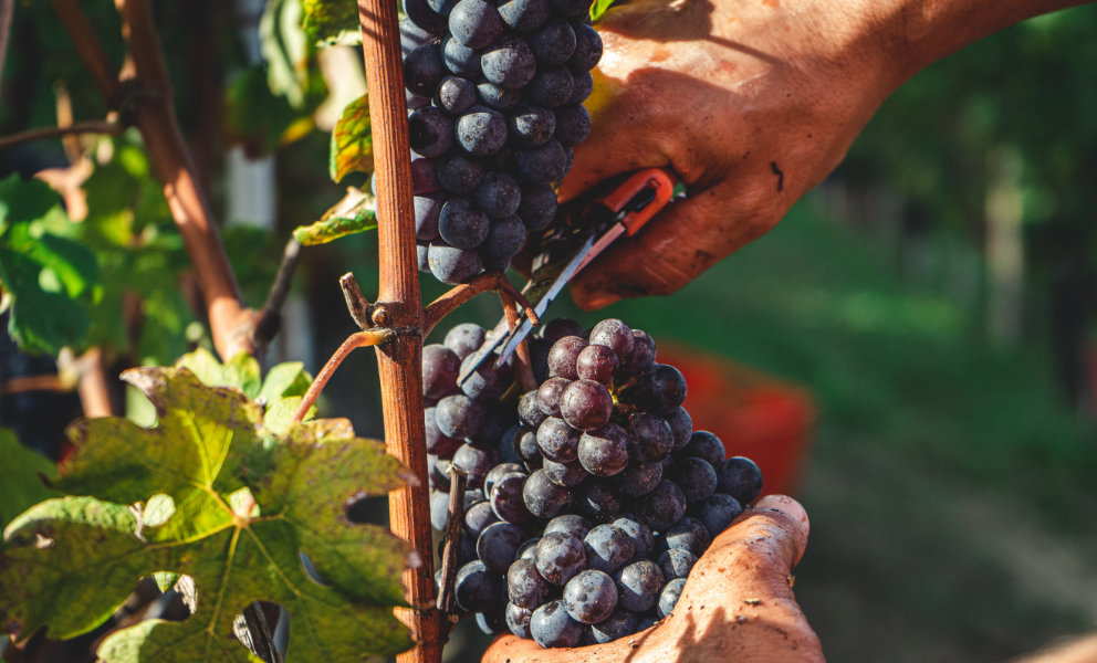 sfondo principale Prezzo Barolo